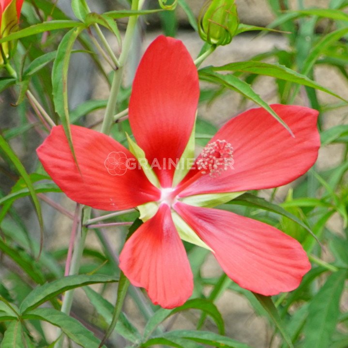 Hibiscus coccineus, Étoile du Texas, Ketmie écarlate image